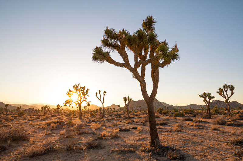 Joshua Tree National Park, Greater Palm Springs