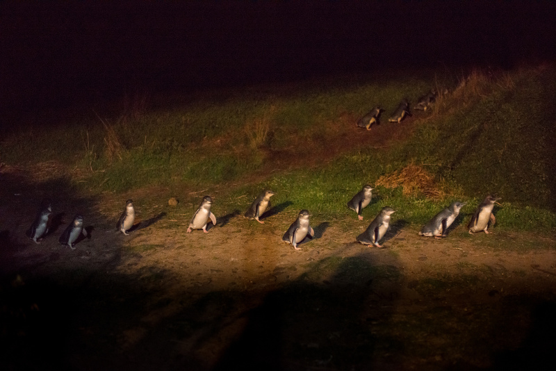Penguins Phillip Island
