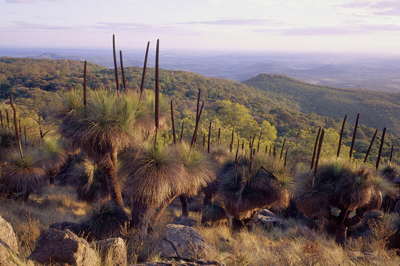 Bunya Mountains, Queensland