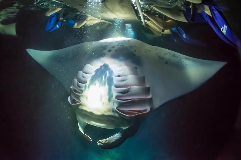 Manta Ray night snorkelling with SeaQuest (image courtesy of SeaQuest)