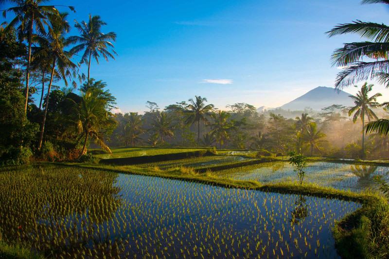 Balinese rice paddies with mountain in background