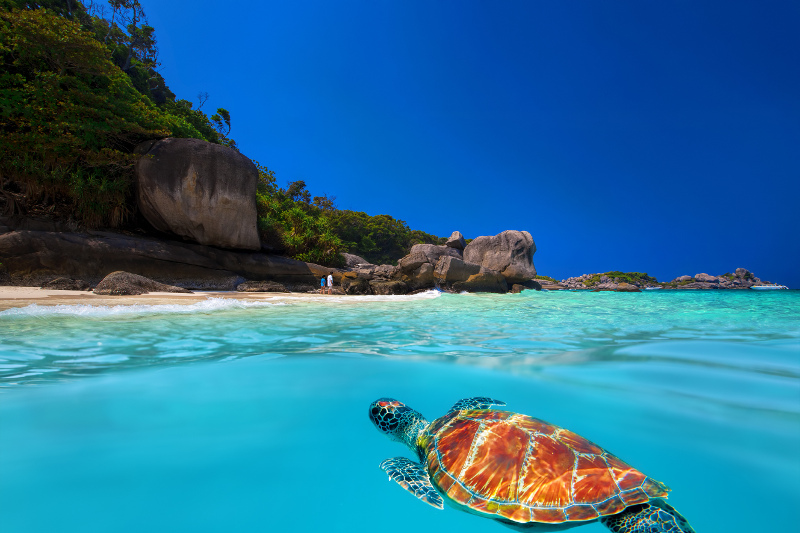 Similan Islands Turtle, Thailand
