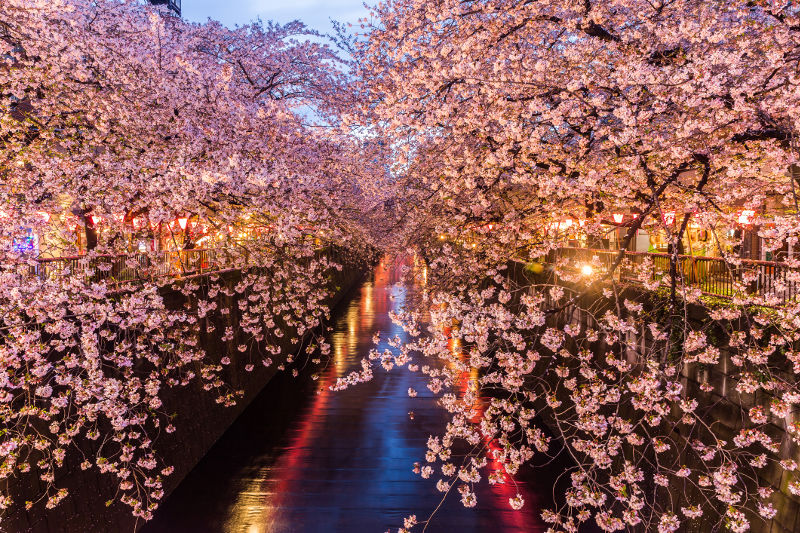 Cherry blossoms Tokyo