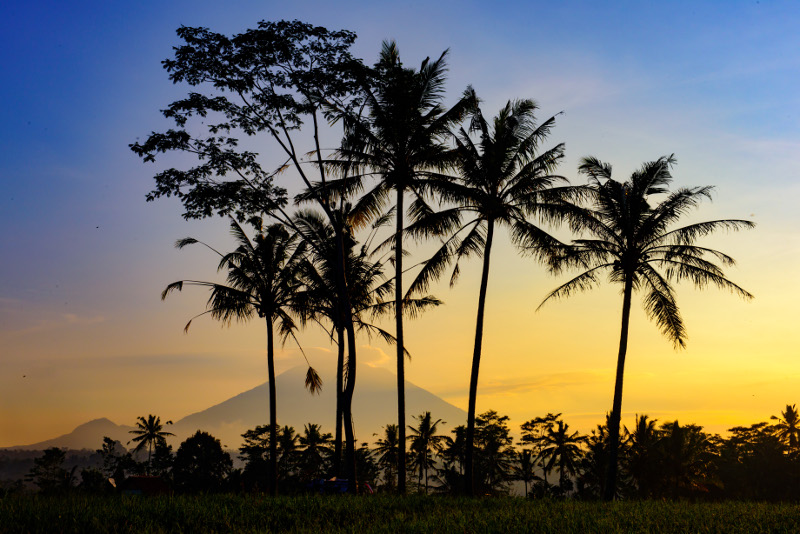 Palms silhouetted against mountain at sunrise