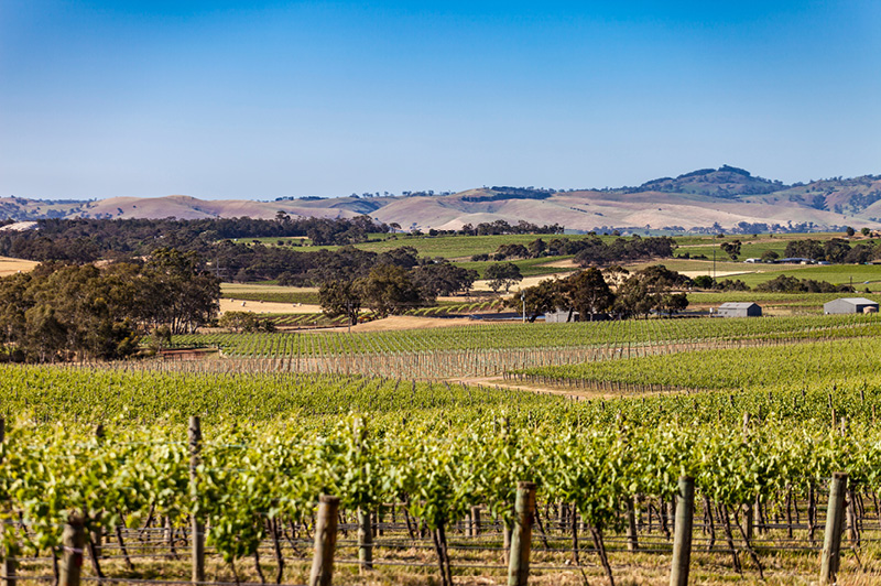 Seppeltsfield, Barossa Valley - ©SATC