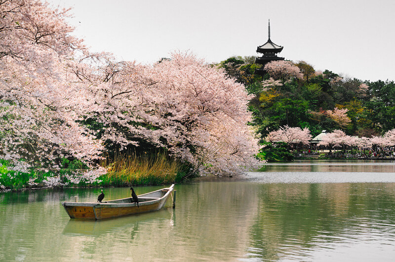 Experience Cherry Blossoms in Japan