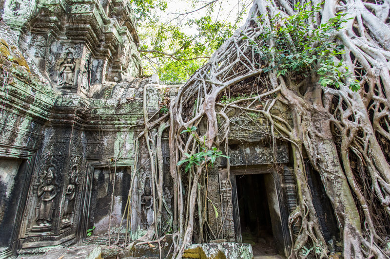 The ruins of Ta Phrom temple is covered by winding tree roots