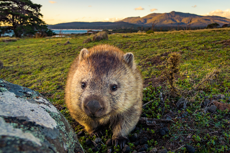 Wombat on Maria Island, Tasmania