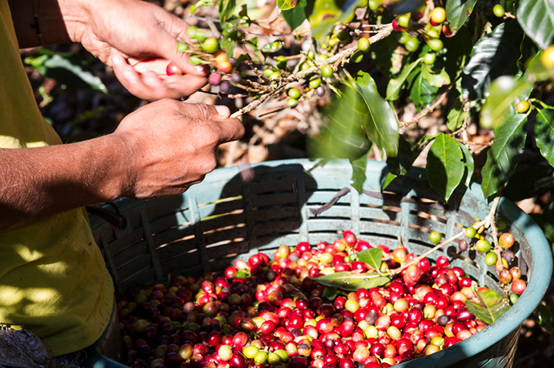 Coffee Plantation in Costa Rica