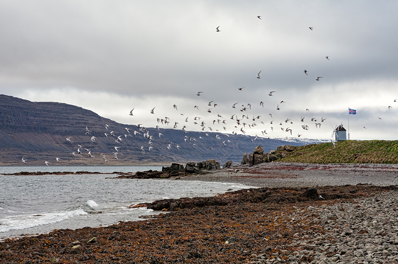 Vigur, Iceland