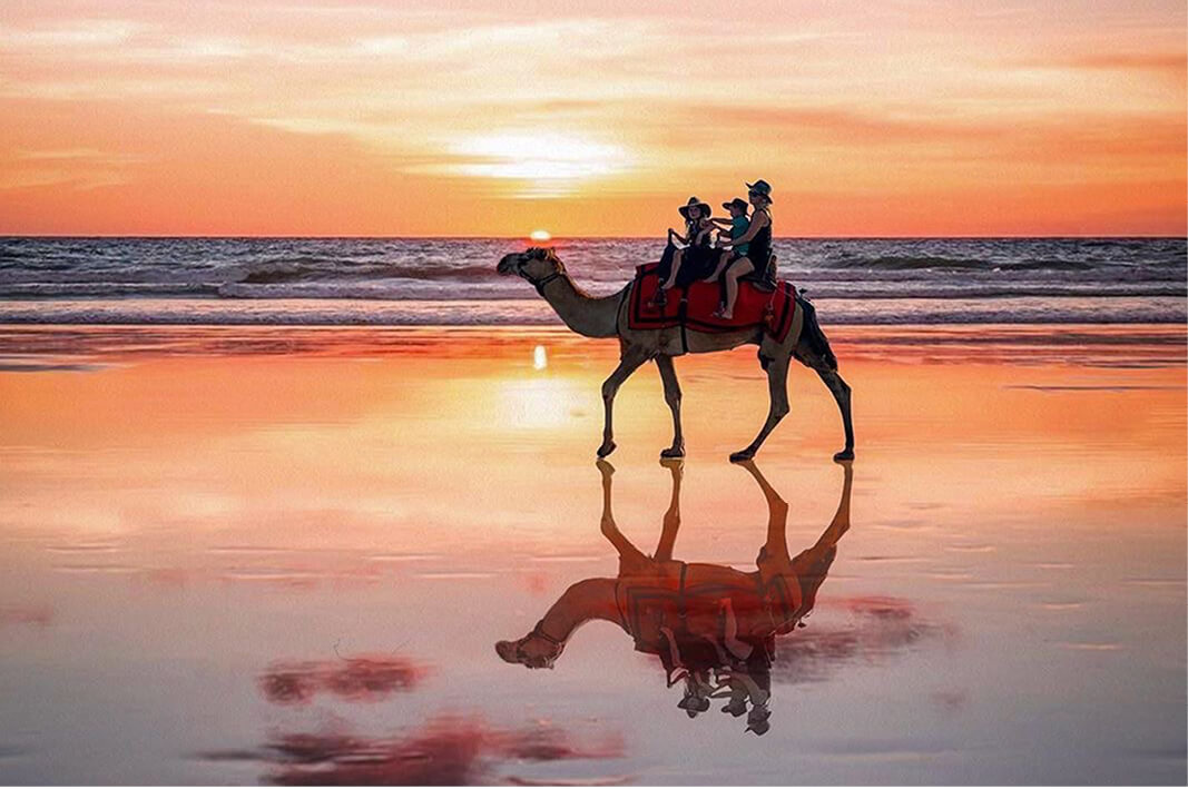 Camels at dusk