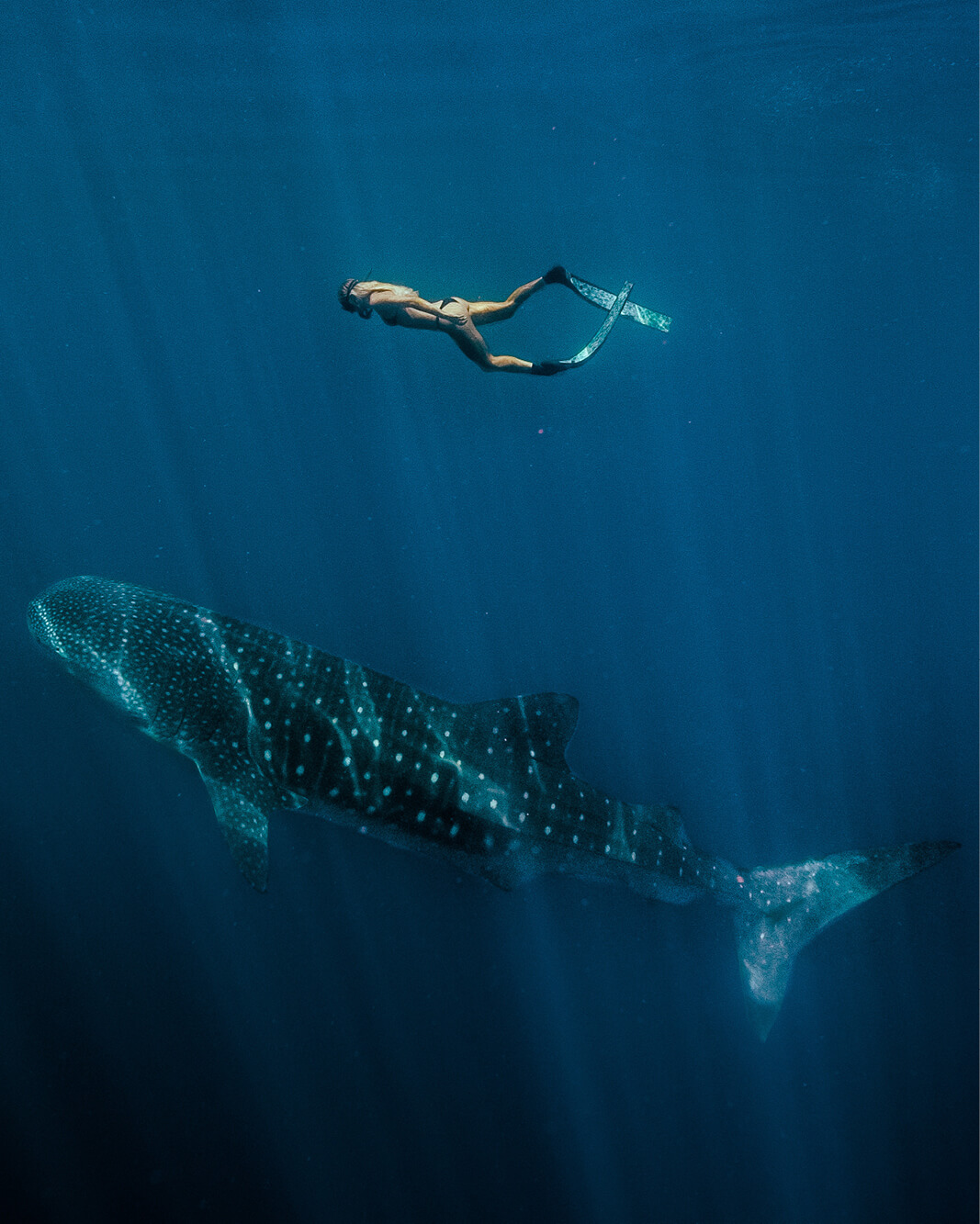 Swimming with whale sharks in WA