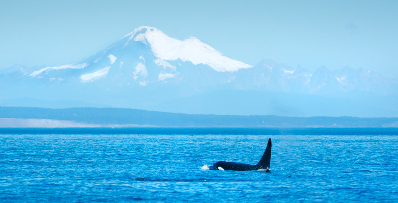 An orca breaches in the Strait of Georgia, with Mt Baker in the background