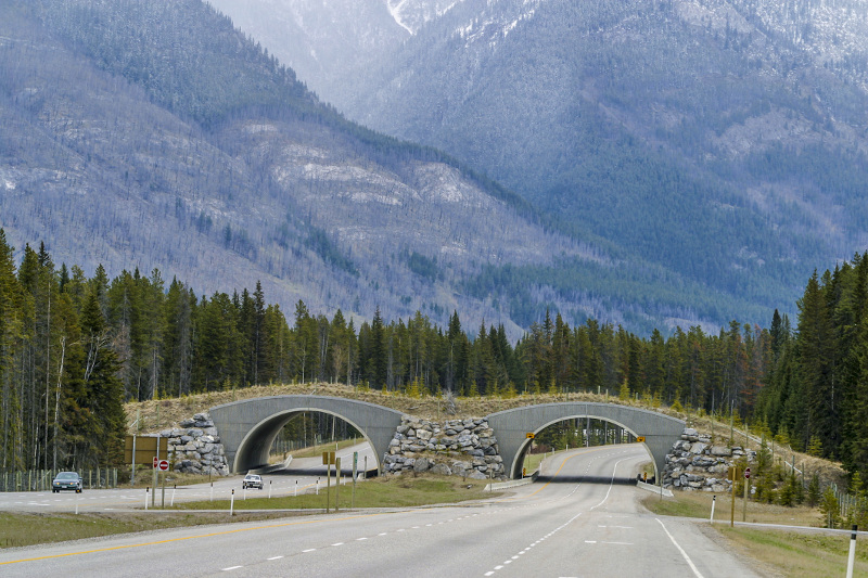 Wildlife Corridors Lake Louise