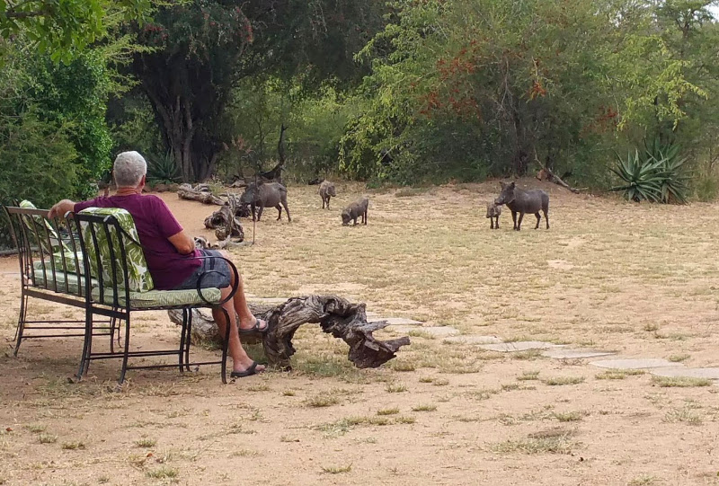 Wildlife Kambaku Safari Lodge South Africa