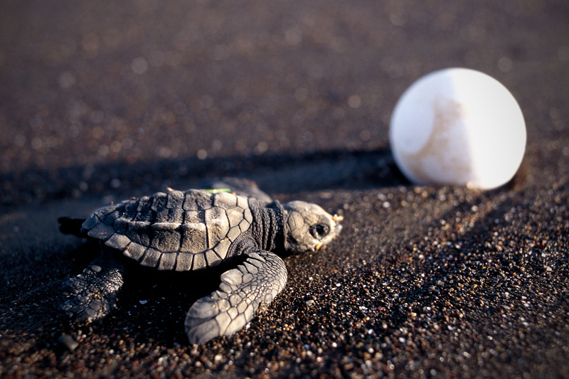 turtle on the beach making its way to the sea.