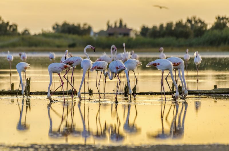 flamingos on ibiza