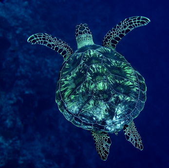 Maldives Turtle