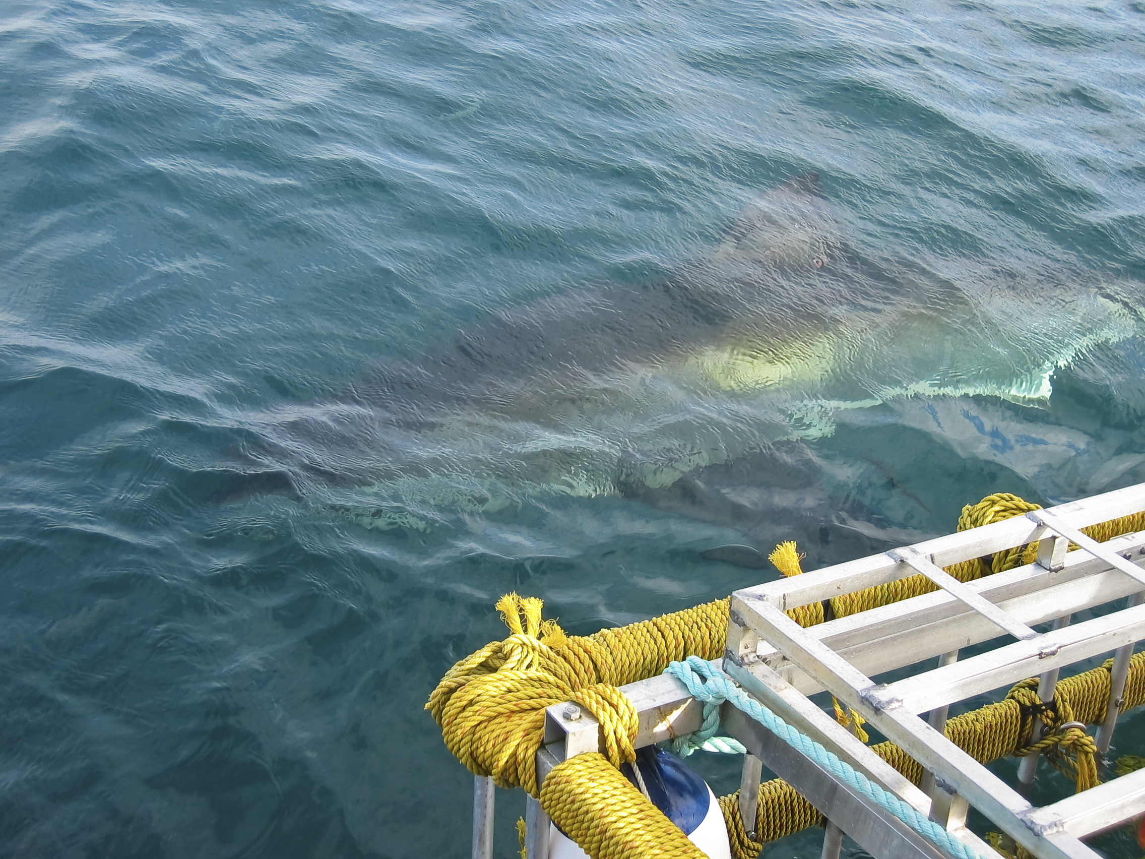 Shark Cage Diving, Cape Town - iStock_000008183551Medium
