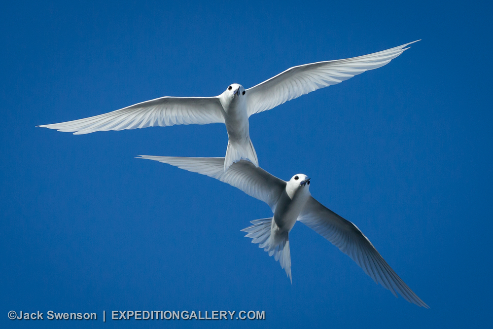 This image: White terns; seabirds that are present on many of the tropical Pacific Islands that we visit.