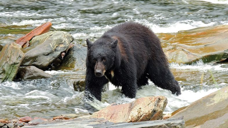 Black bear roaming in Ketchikan, Alaska