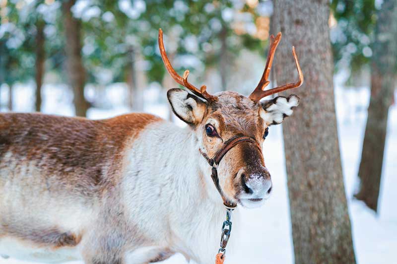 Rovaniemi, Finland