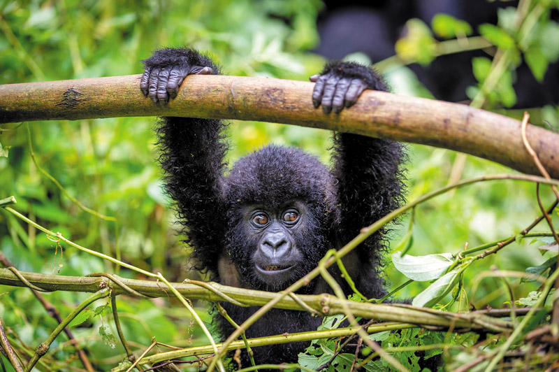 Mountain Gorillas in Rwanda