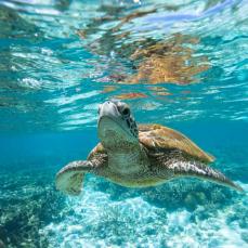Turtle swimming in clear blue water