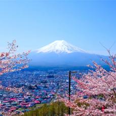 Mt. Fuji With Cherry Blossom