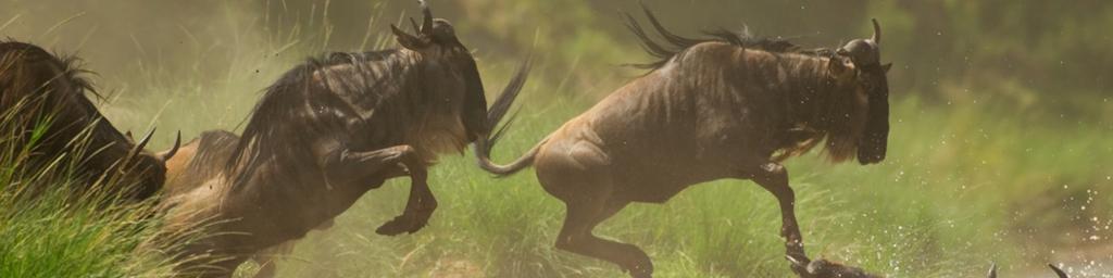 Wildebeest migrating in Masai Mara