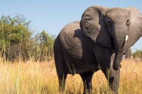 African elephant feature