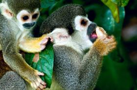 Monkeys, South American wildlife