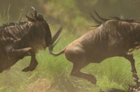 Wildebeest migrating in Masai Mara