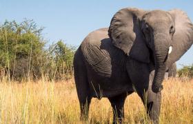 African elephant feature