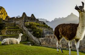 Llama in front of inca ruins