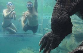 Dive with giant crocodiles at Crocosaurus Cove 
