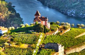  Portugal vineyard
