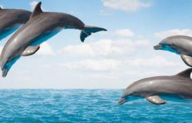 Dolphins in Bora Bora