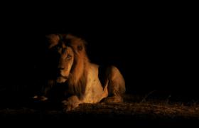 southafrica lion