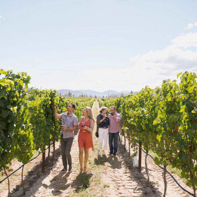 Couples looking at grapevines in sunny vineyard